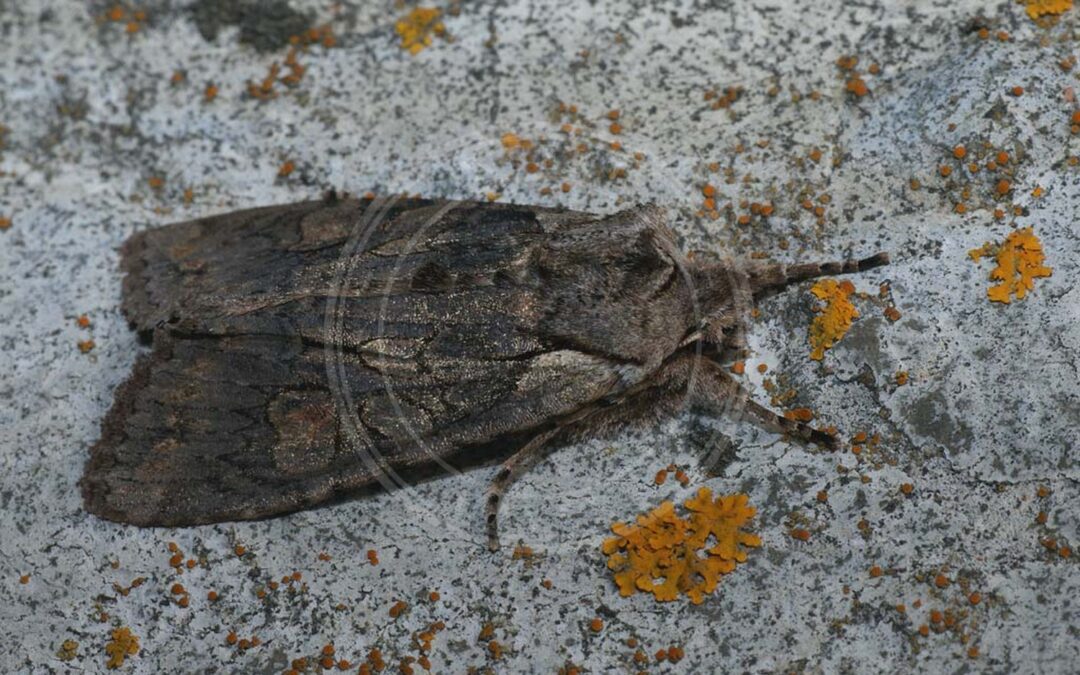 Her ses et billede af arten Elle-Stenugle (Lithophane consocia). Fotoet er taget af Ilia Ustyantsev og hentet fra Wikimedia Commons (CC BY-SA 2.0).