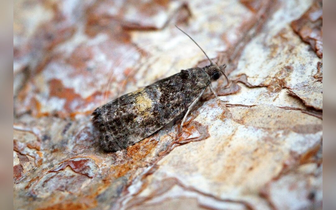 Endothenia nigricostana – Endothenia nigricostana