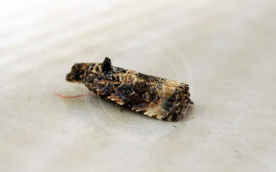 Endothenia oblongana – Endothenia oblongana