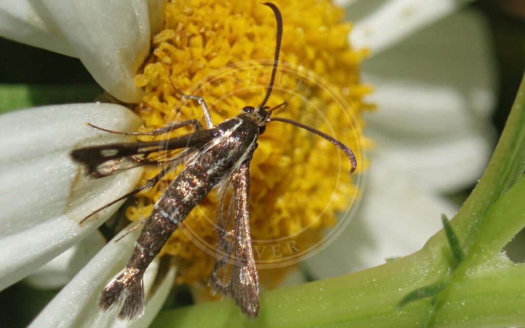 Her ses et billede af arten Engelskgræsglassværmer (Pyropteron muscaeformis). Fotoet er taget af José Biedma López og hentet fra Wikimedia Commons (GPL).
