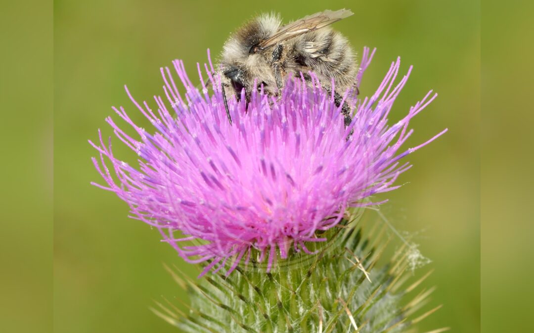 Enghumle – Bombus veteranus