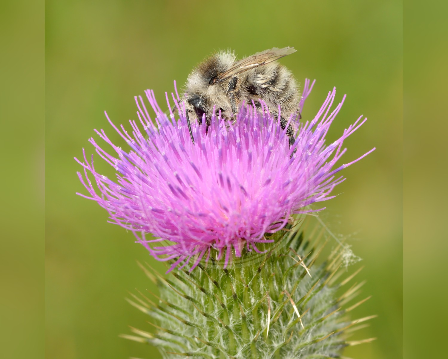 Her ses et billede af arten Enghumle (Bombus veteranus). Fotoet er taget af Ivar Leidus og hentet fra Wikimedia Commons (CC BY-SA 4.0).