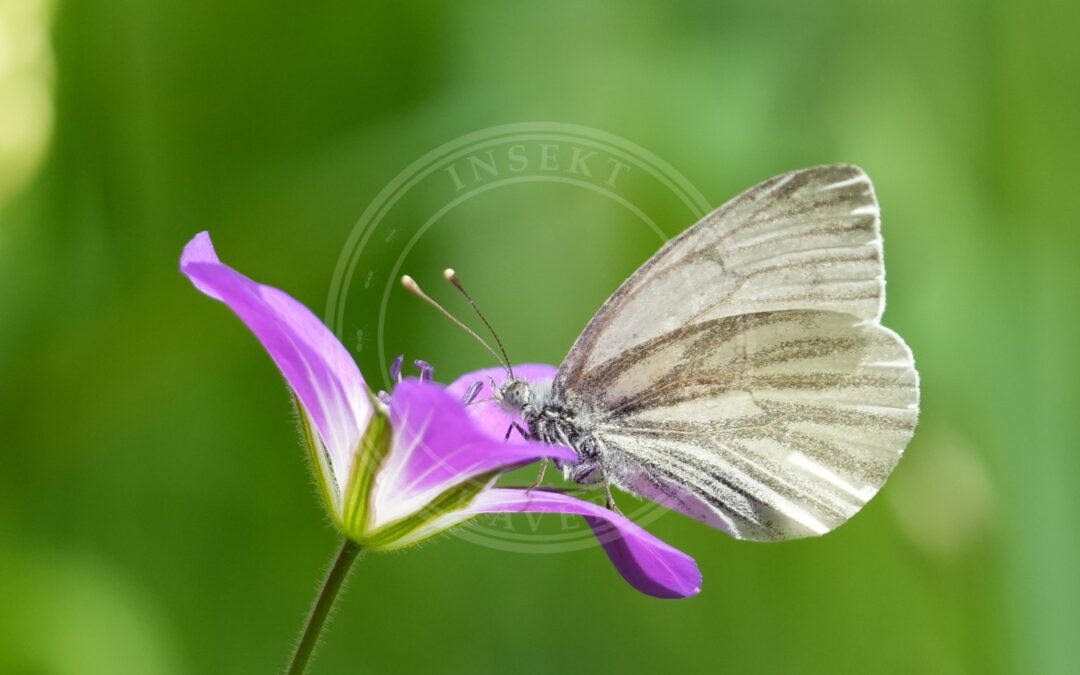 Her ses et billede af arten Enghvidvinge (Leptidea juvernica). Fotoet er taget af Giles Laurent og hentet fra Wikimedia Commons (CC BY-SA 4.0).