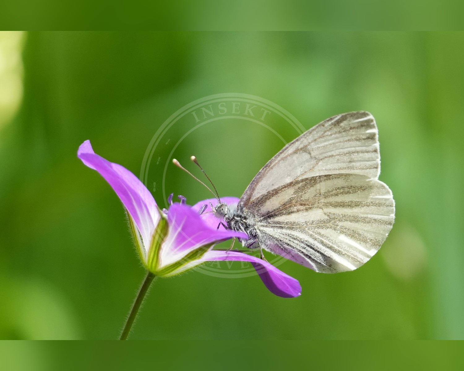 Her ses et billede af arten Enghvidvinge (Leptidea juvernica). Fotoet er taget af Giles Laurent og hentet fra Wikimedia Commons (CC BY-SA 4.0).