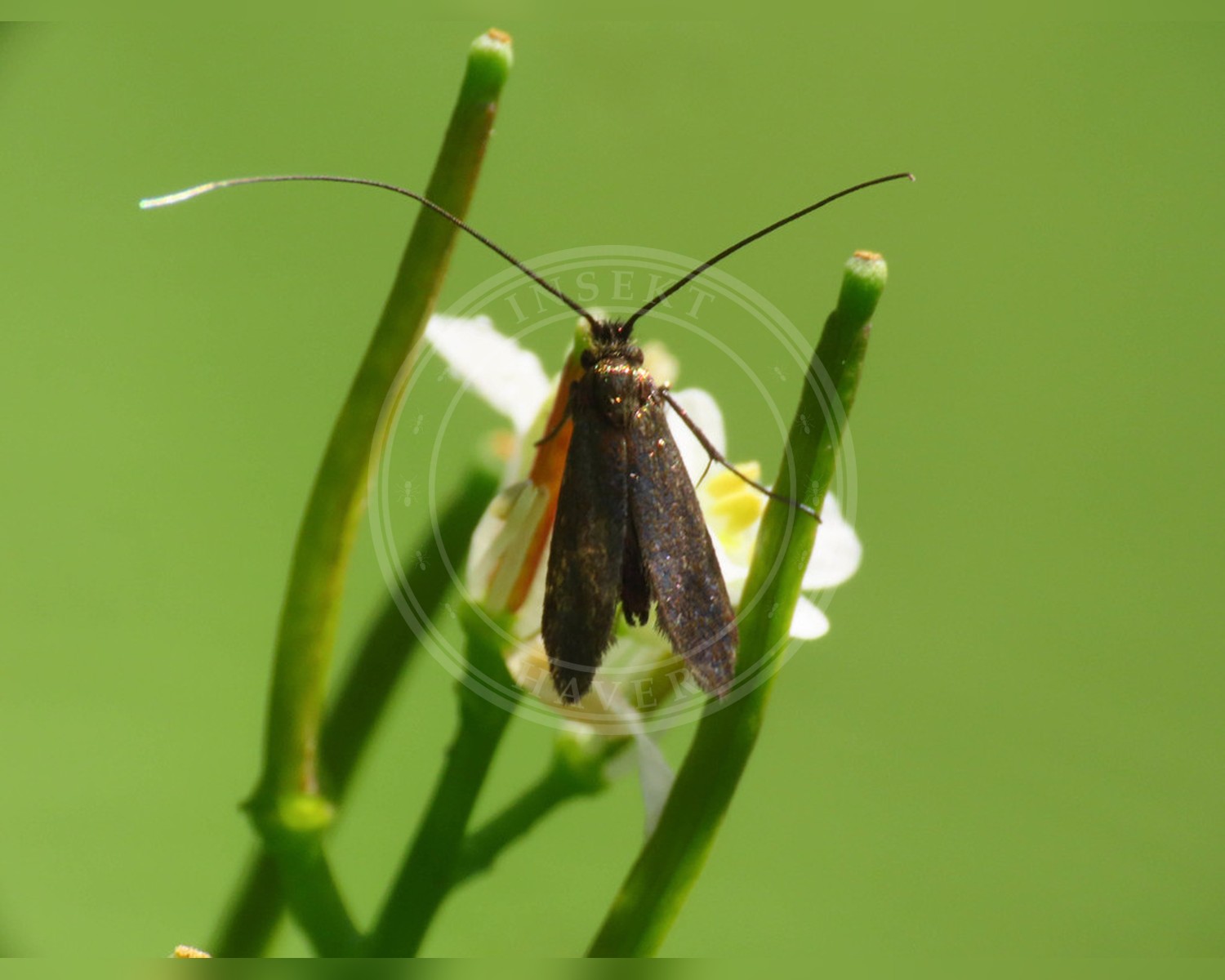 Her ses et billede af arten Engkarselanghornsmøl (Cauchas rufimitrella). Fotoet er taget af Emanuele Santarelli og hentet fra iNaturalist (CC BY-SA).