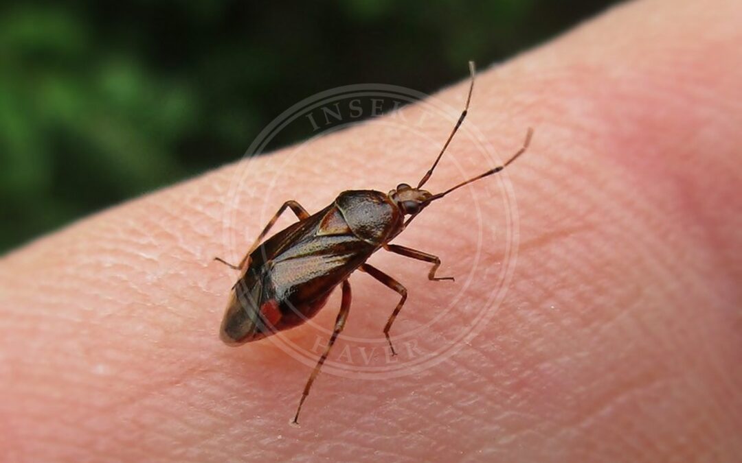 Her ses et billede af arten Enkelt V Blomstertæge (Deraeocoris flavilinea). Fotoet er taget af Bj.schoenmakers og hentet fra Wikimedia Commons (CC0).