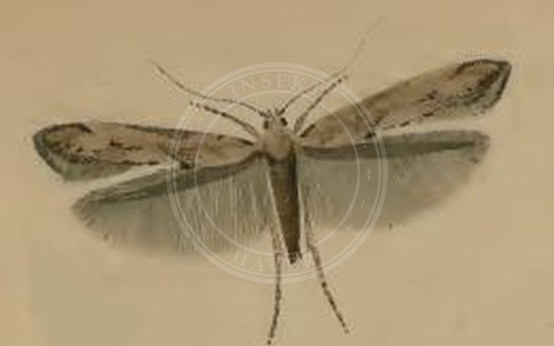 Epermenia aequidentellus – Epermenia aequidentellus