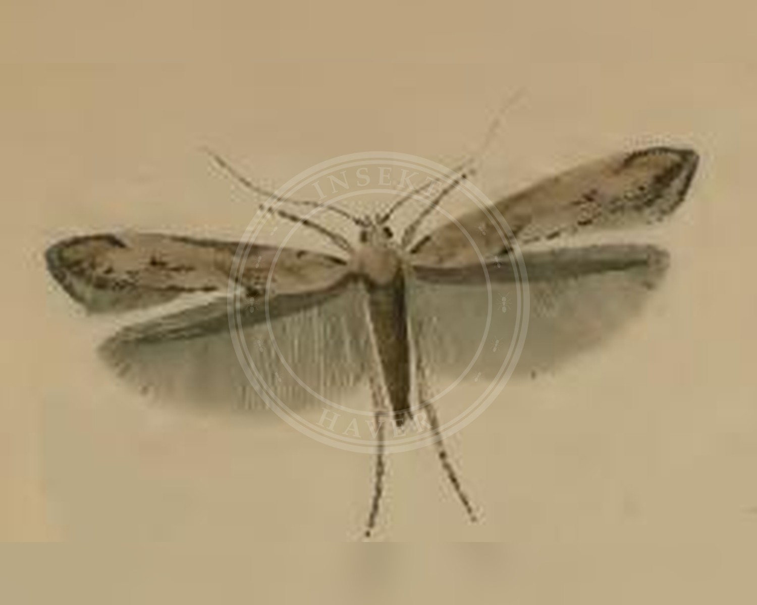 Her ses et billede af arten Epermenia aequidentellus. Fotoet er taget af Stainton og hentet fra Wikimedia Commons (Public domain).