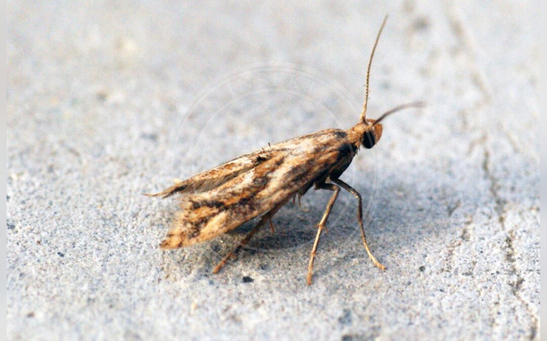 Her ses et billede af arten Epermenia falciformis. Fotoet er taget af Ben Sale og hentet fra Wikimedia Commons (CC BY 2.0).