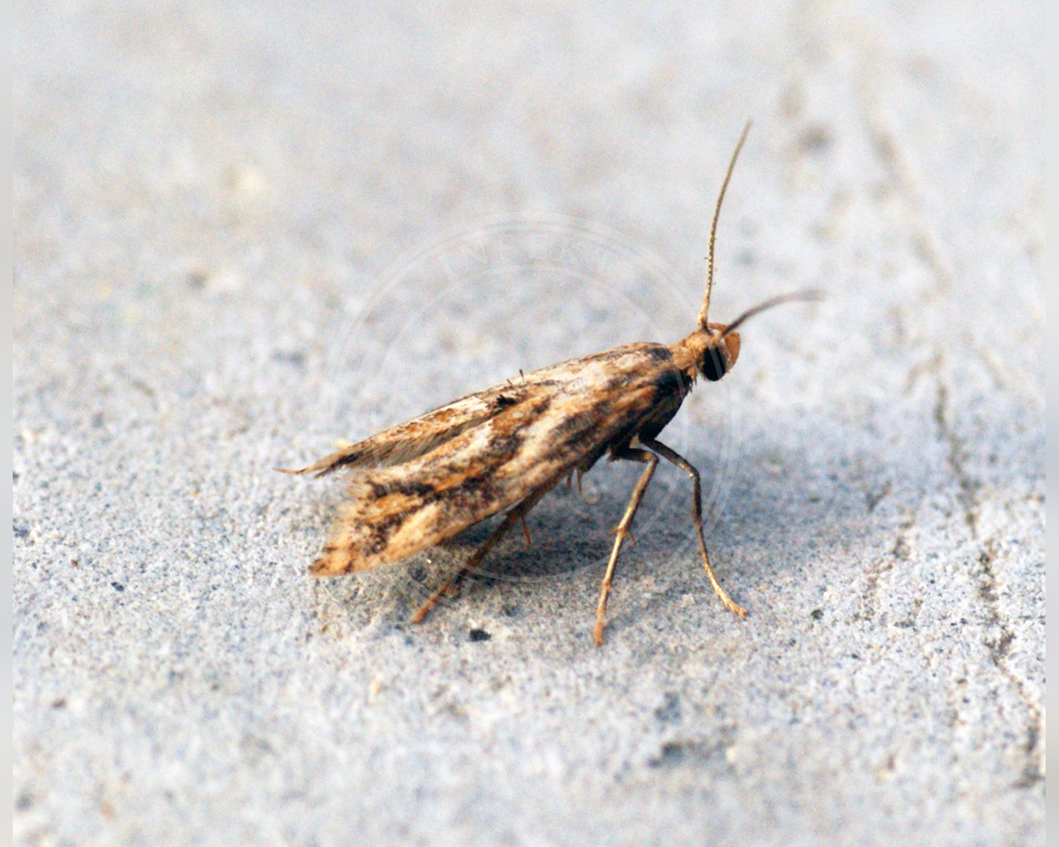 Her ses et billede af arten Epermenia falciformis. Fotoet er taget af Ben Sale og hentet fra Wikimedia Commons (CC BY 2.0).