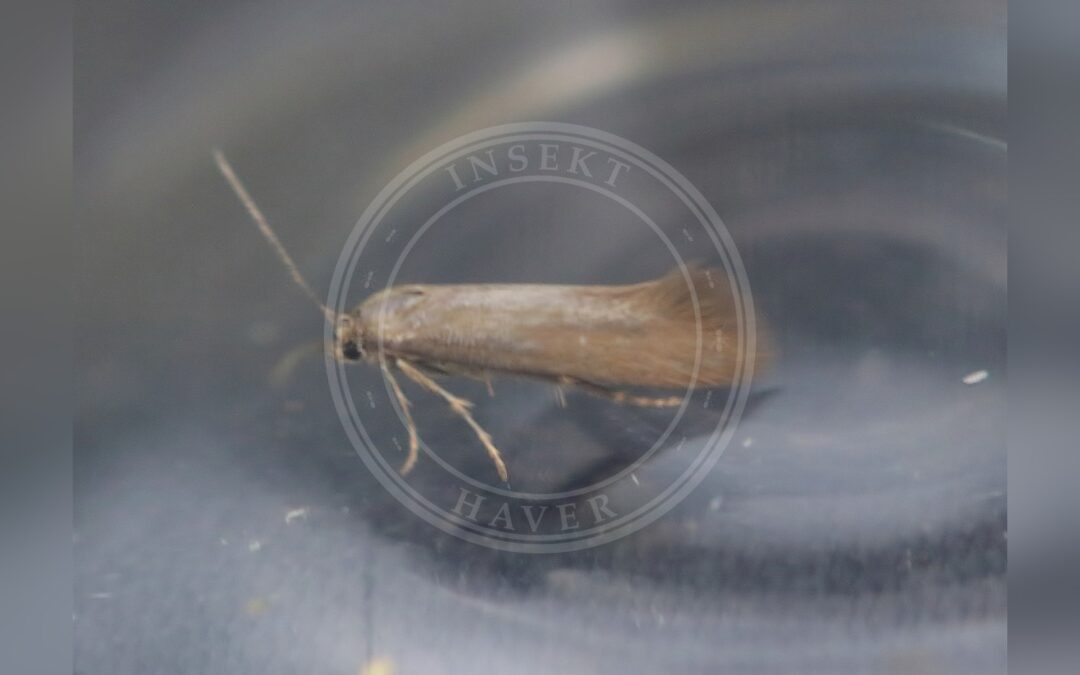 Epermenia profugella – Epermenia profugella