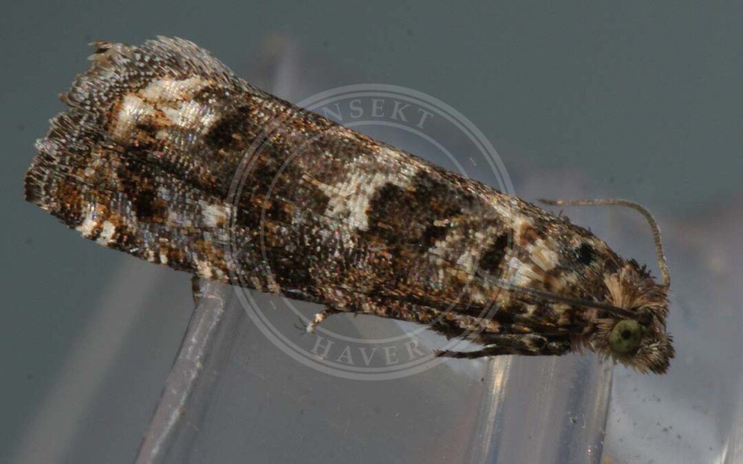 Epiblema graphana – Epiblema graphana