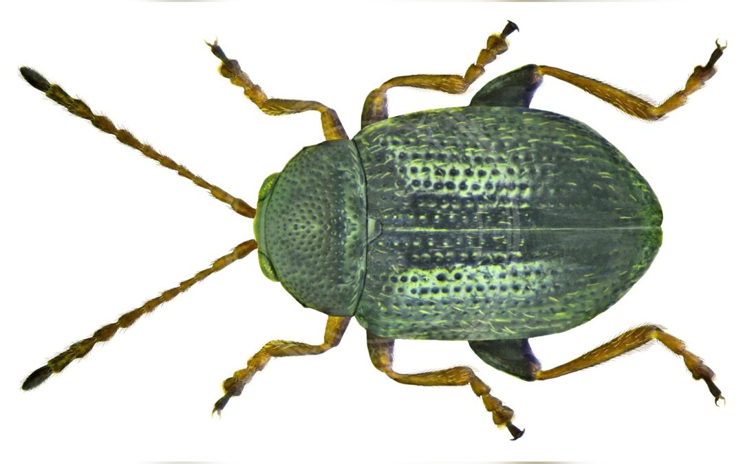 Her ses et billede af arten Epitrix pubescens. Fotoet er taget af Udo Schmidt og hentet fra Wikimedia Commons (CC BY-SA 2.0).