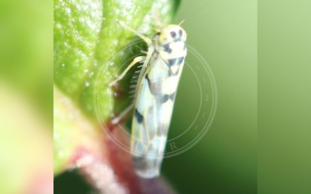 Her ses et billede af arten Eupteryx atropunctata. Fotoet er taget af Slimguy og hentet fra Wikimedia Commons (CC BY 4.0).