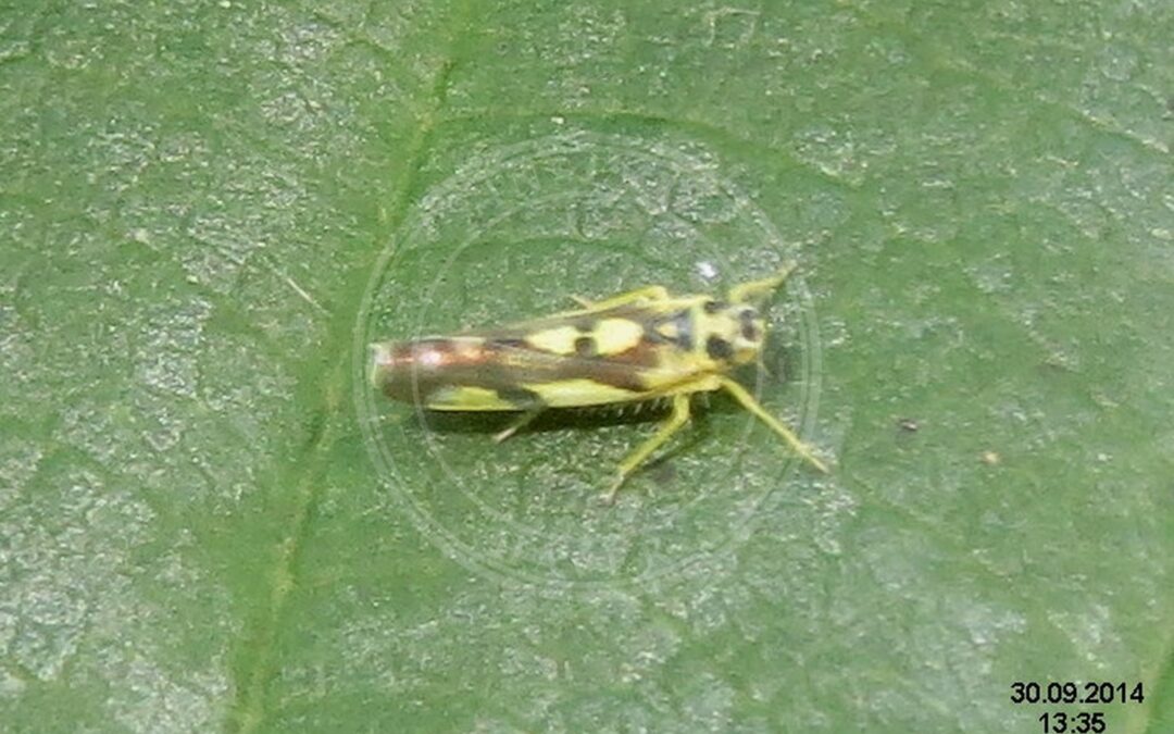 Her ses et billede af arten Eupteryx aurata. Fotoet er taget af David Short og hentet fra Wikimedia Commons (CC BY 2.0).