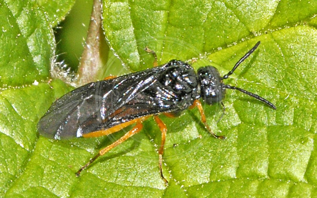 Her ses et billede af arten Eutomostethus luteiventris. Fotoet er taget af Hectonichus og hentet fra Wikimedia Commons (CC BY-SA 4.0).