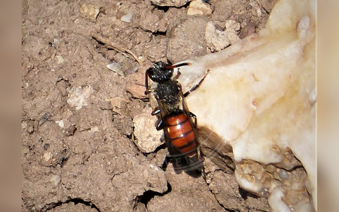 Her ses et billede af arten Fabricius' Hvepsebi (Nomada fabriciana). Fotoet er taget af gailhampshire og hentet fra Wikimedia Commons (CC BY 2.0).
