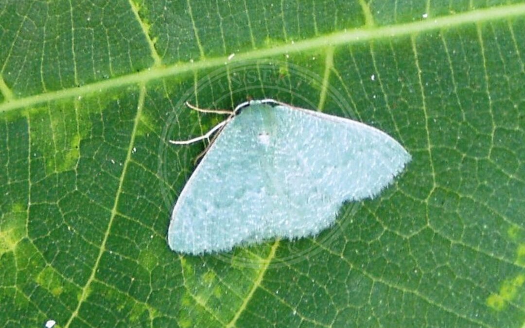 Her ses et billede af arten Fennikelbladmåler (Phaiogramma etruscaria). Fotoet er taget af Júlio Reis og hentet fra Wikimedia Commons (CC BY-SA 3.0).