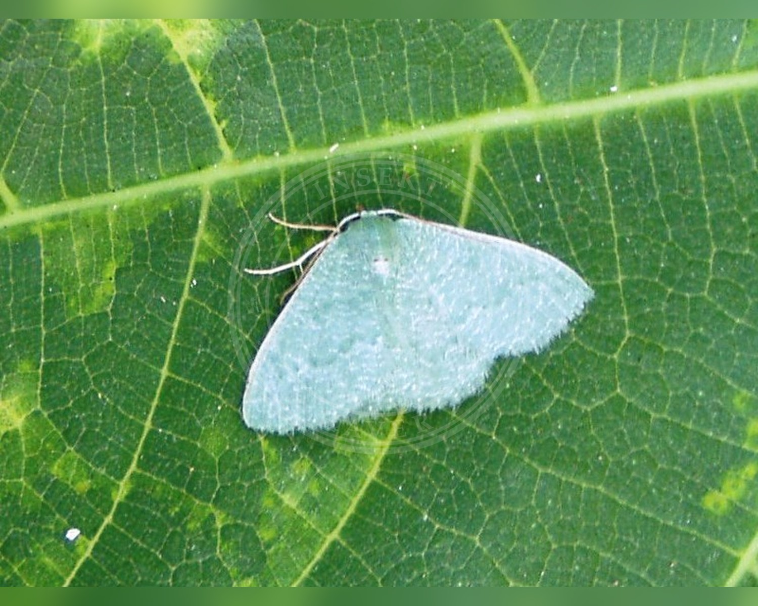 Her ses et billede af arten Fennikelbladmåler (Phaiogramma etruscaria). Fotoet er taget af Júlio Reis og hentet fra Wikimedia Commons (CC BY-SA 3.0).