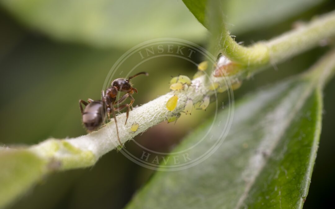 Her ses et billede af arten Ferskenbladlus (Myzus persicae). Fotoet er taget af Jules Verne Times Two og hentet fra Wikimedia Commons (CC BY-SA 4.0).