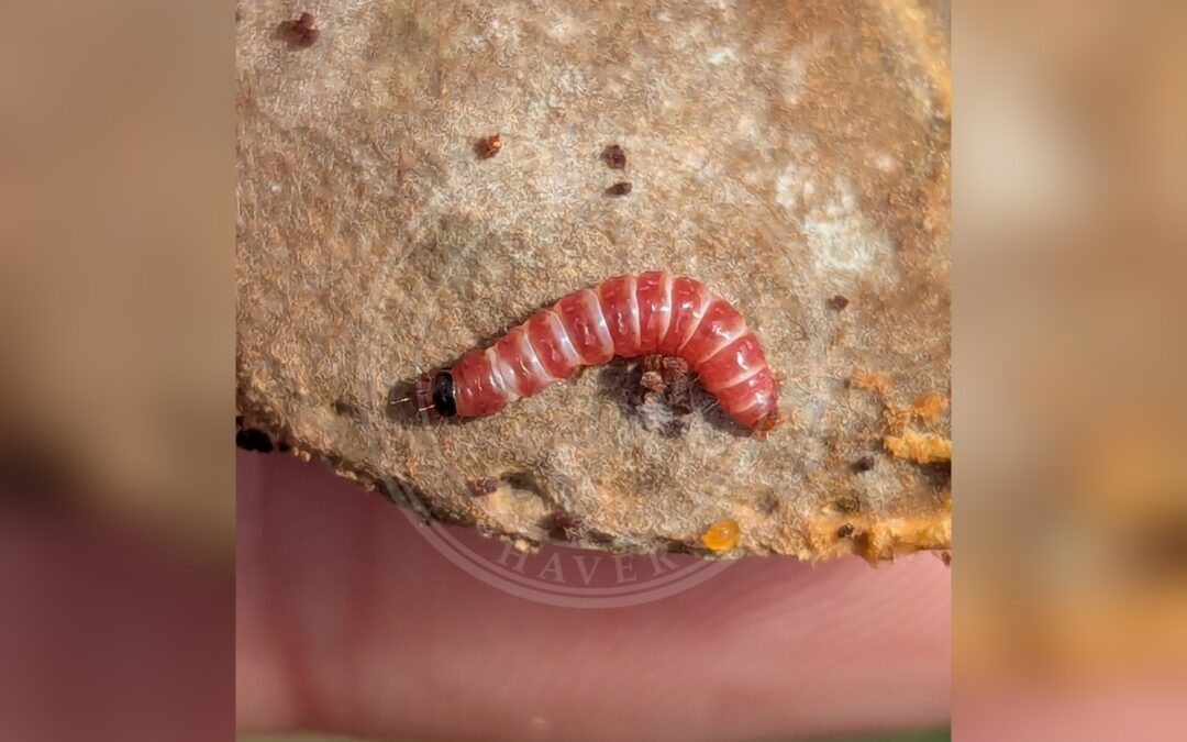 Her ses et billede af en larve af arten Ferskenmøl (Anarsia lineatella). Fotoet er taget af Attila Oláh og hentet fra iNaturalist (CC BY).