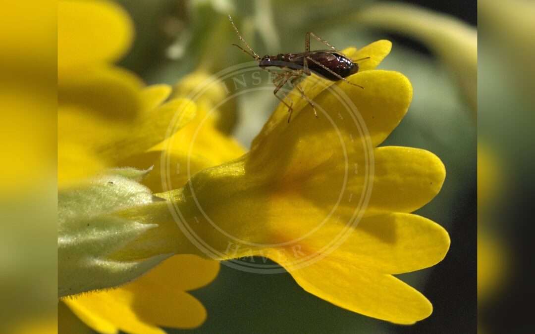 Her ses et billede af arten Fingerbølblomstertæge (Dicyphus pallicornis). Fotoet er taget af Line Sabroe og hentet fra Wikimedia Commons (CC BY 2.0).