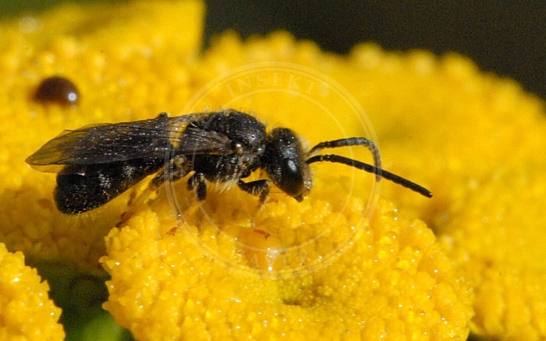 Her ses et billede af arten Finpunkteret Smalbi (Lasioglossum lativentre). Fotoet er taget af James K. Lindsey og hentet fra Wikimedia Commons (CC BY-SA 3.0).