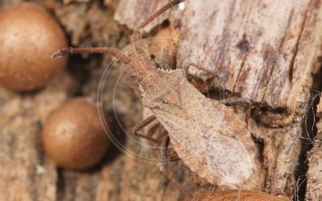 Her ses et billede af arten Fintornet Randtæge (Coriomeris scabricornis). Fotoet er taget af AfroBrazilian og hentet fra Wikimedia Commons (CC BY-SA 4.0).