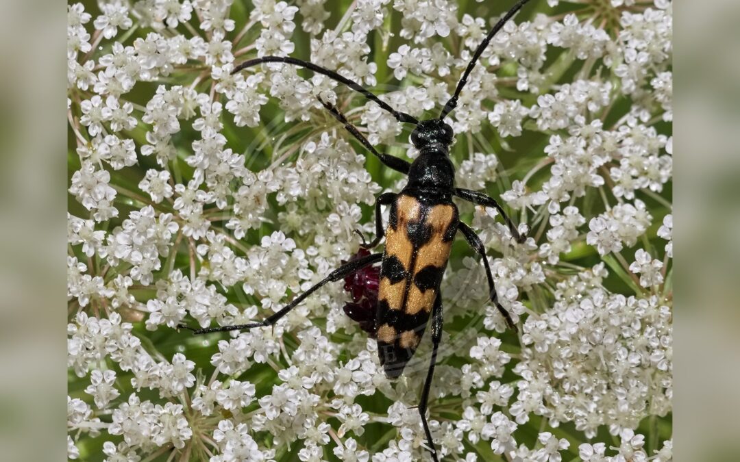 Her ses et billede af arten Firebåndet Blomsterbuk (Leptura quadrifasciata). Fotoet er taget af Andreas Eichler og hentet fra Wikimedia Commons (CC BY-SA 4.0).