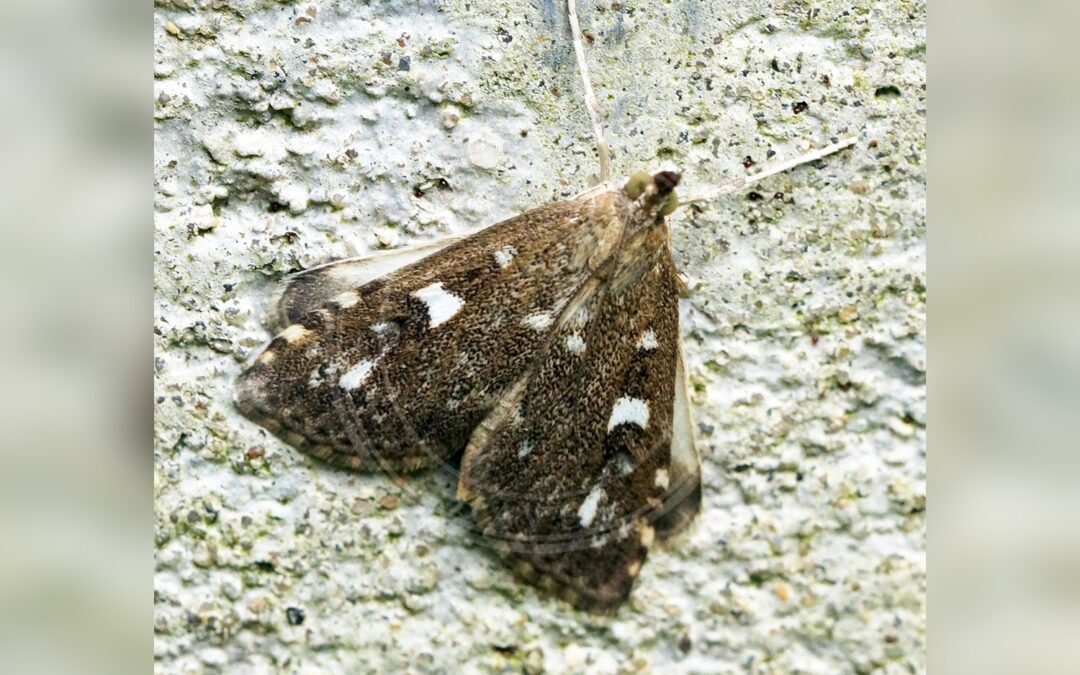 Her ses et billede af arten Firkantplettet Halvmøl (Udea olivalis). Fotoet er taget af Ben Sale og hentet fra Wikimedia Commons (CC BY 2.0).