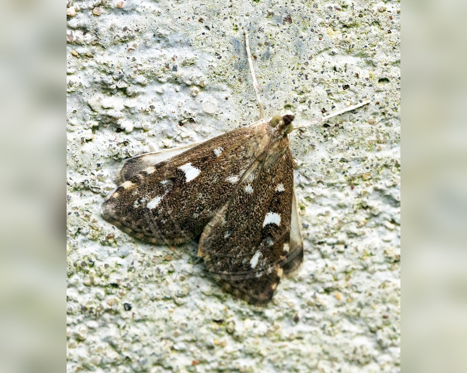 Her ses et billede af arten Firkantplettet Halvmøl (Udea olivalis). Fotoet er taget af Ben Sale og hentet fra Wikimedia Commons (CC BY 2.0).
