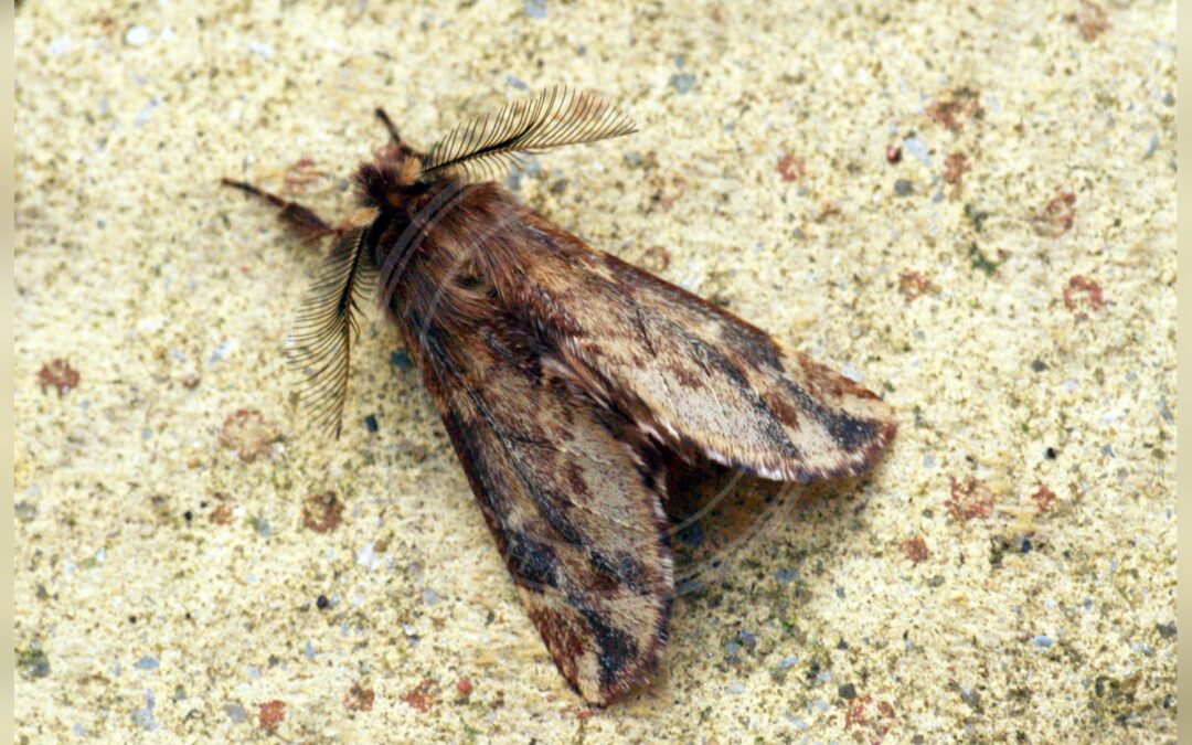 Her ses et billede af arten Fjerdrager (Ptilophora plumigera). Fotoet er taget af Ben Sale og hentet fra Wikimedia Commons (CC BY 2.0).