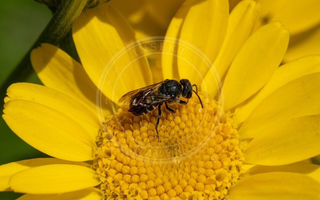 Her ses et billede af arten Flerfarvet Bladskærerbi (Megachile versicolor). Fotoet er taget af Reinhold Möller Ermell og hentet fra Wikimedia Commons (CC BY-SA 4.0).
