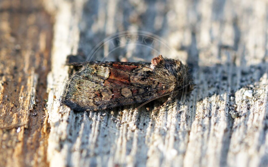 Her ses et billede af arten Flerfarvet Tyv (Oligia versicolor). Fotoet er taget af Ben Sale og hentet fra Wikimedia Commons (CC BY 2.0).