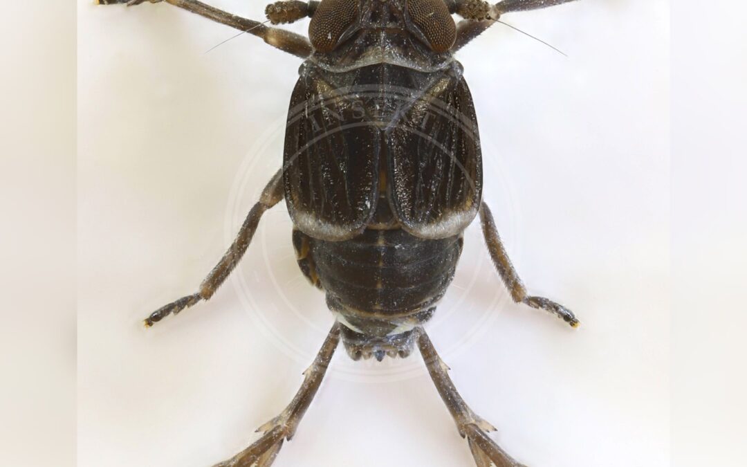 Her ses et billede af arten Florodelphax leptosoma. Fotoet er taget af janetgraham84new og hentet fra Wikimedia Commons (CC BY 2.0).