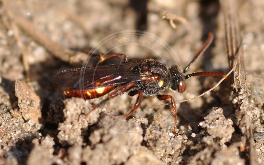 Her ses et billede af arten Forårshvepsebi (Nomada ferruginata). Fotoet er taget af Aiwok og hentet fra Wikimedia Commons (CC BY-SA 3.0).
