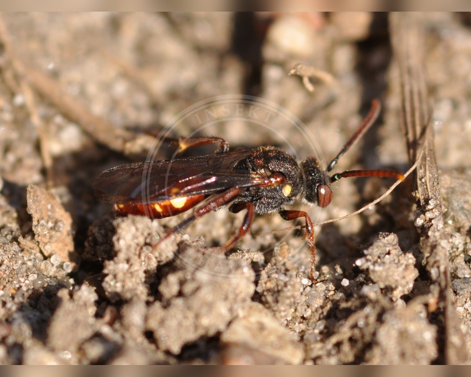 Her ses et billede af arten Forårshvepsebi (Nomada ferruginata). Fotoet er taget af Aiwok og hentet fra Wikimedia Commons (CC BY-SA 3.0).