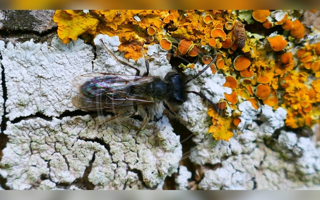 Her ses et billede af arten Forårsjordbi (Andrena praecox). Billedet er hentet fra iNaturalist (CC0).