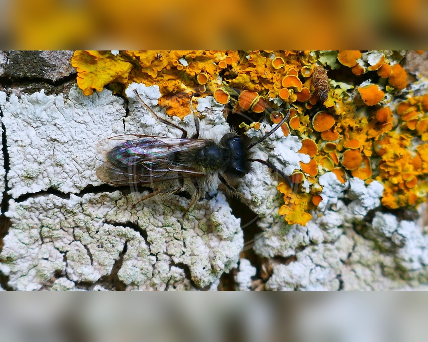 Her ses et billede af arten Forårsjordbi (Andrena praecox). Billedet er hentet fra iNaturalist (CC0).