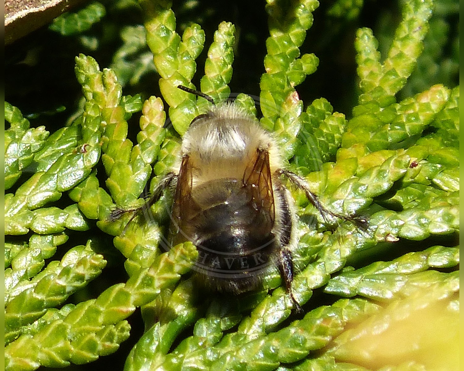 Her ses et billede af arten Forårsvægbi (Anthophora plumipes). Fotoet er taget af gailhampshire from Cradley, Malvern, U.K og hentet fra Wikimedia Commons (CC BY 2.0).