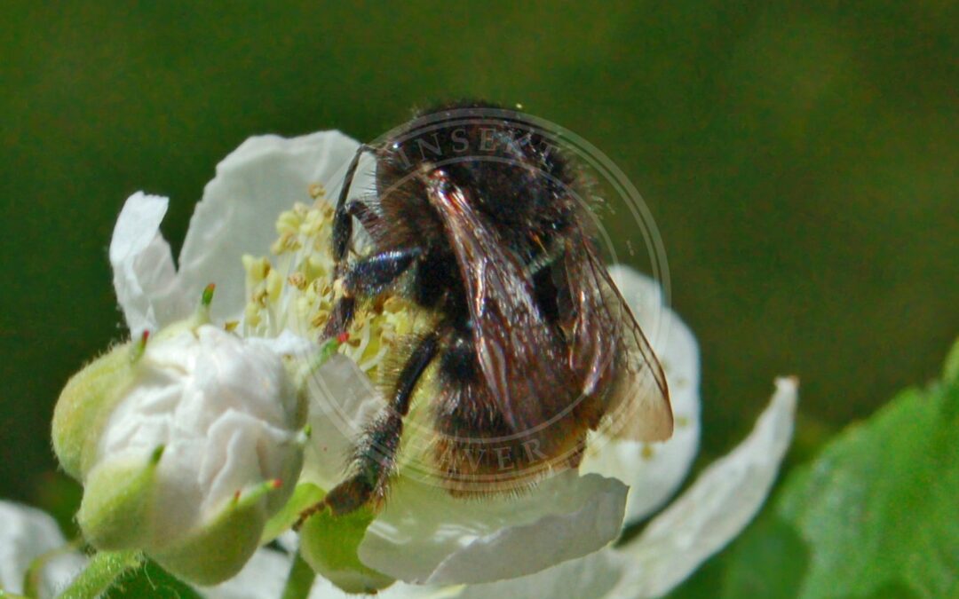 Foranderlig Humle – Bombus humilis