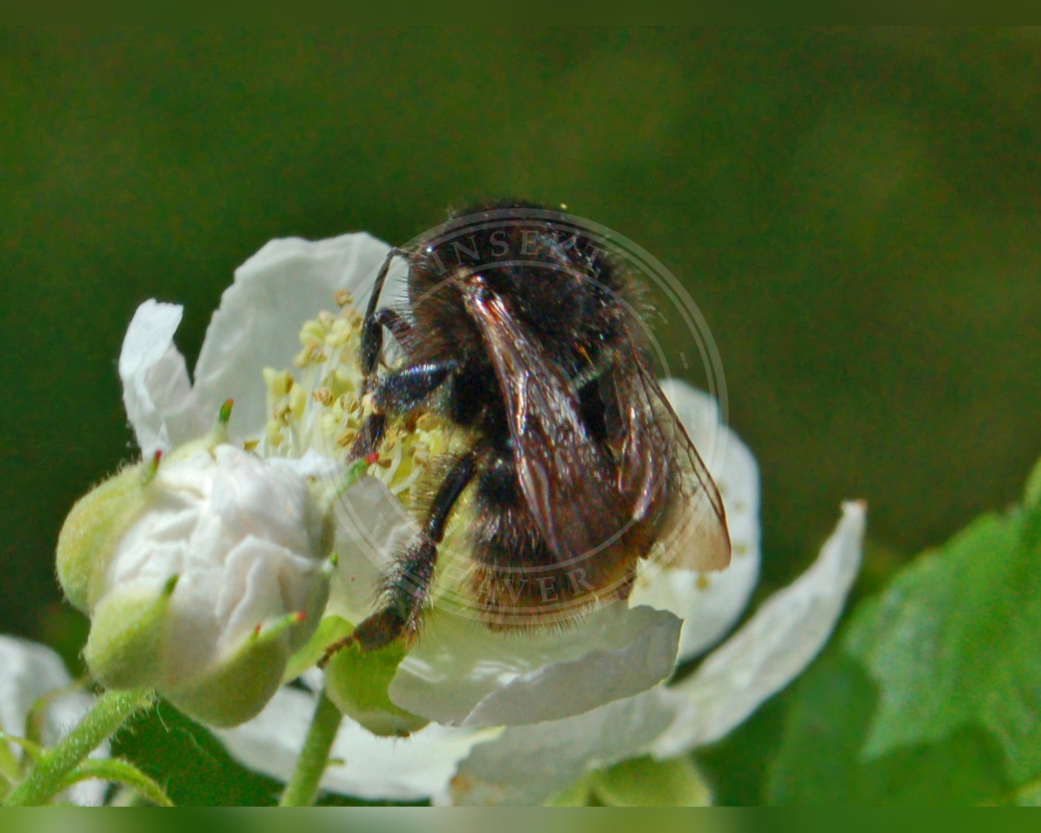 Her ses et billede af arten Foranderlig Humle (Bombus humilis). Fotoet er taget af Hectonichus og hentet fra Wikimedia Commons (CC BY-SA 3.0).