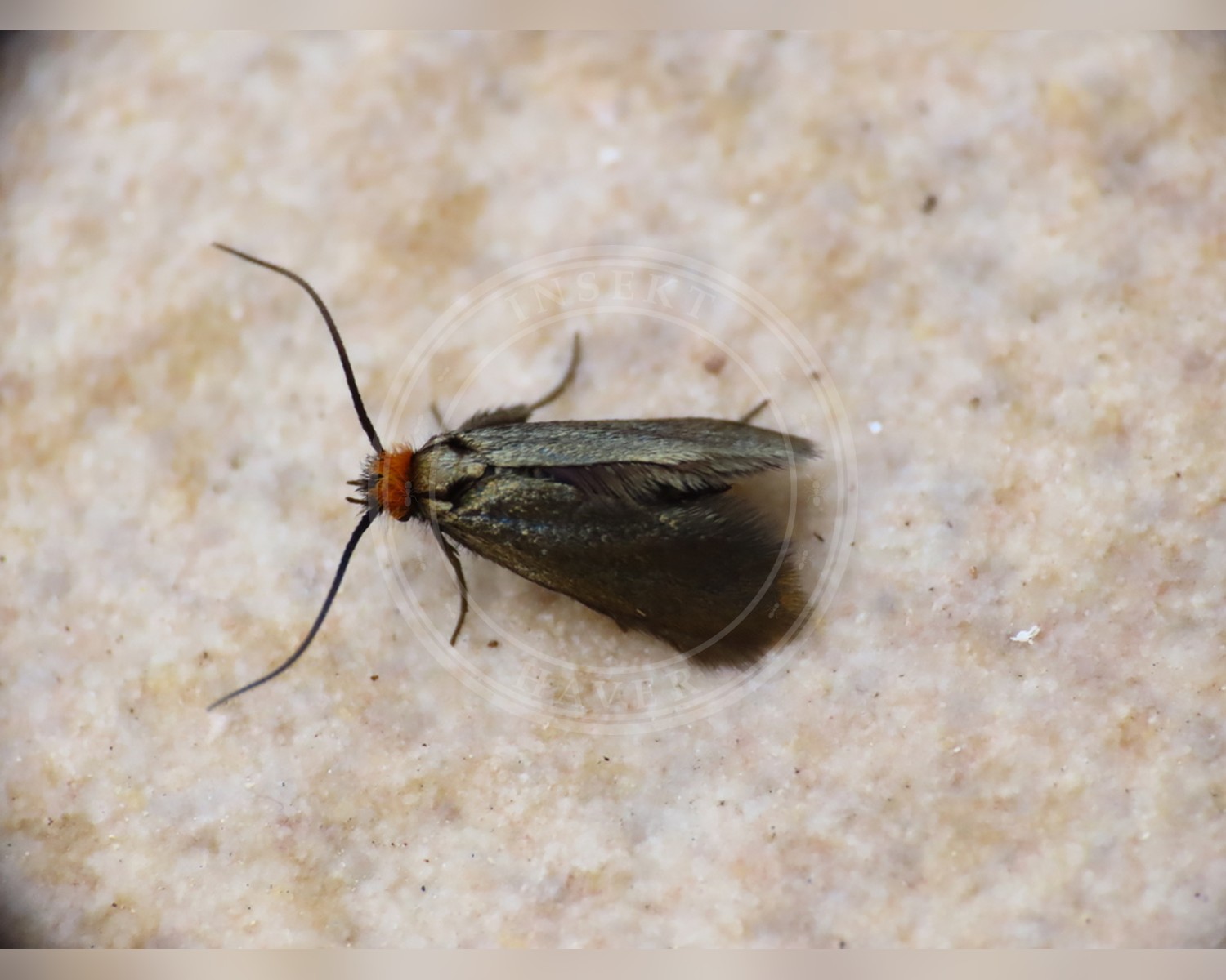 Her ses et billede af arten Forglemmigejlanghornsmøl (Cauchas rufifrontella). Fotoet er taget af Emanuele Santarelli og hentet fra iNaturalist (CC BY-SA).