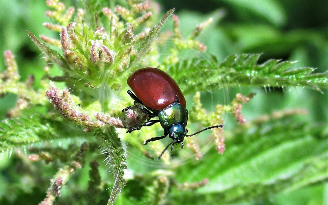 Her ses et billede af arten Forskelligfarvet Guldbille (Chrysolina polita). Fotoet er taget af Слободан Стевчић og hentet fra Wikimedia Commons (CC BY-SA 4.0).
