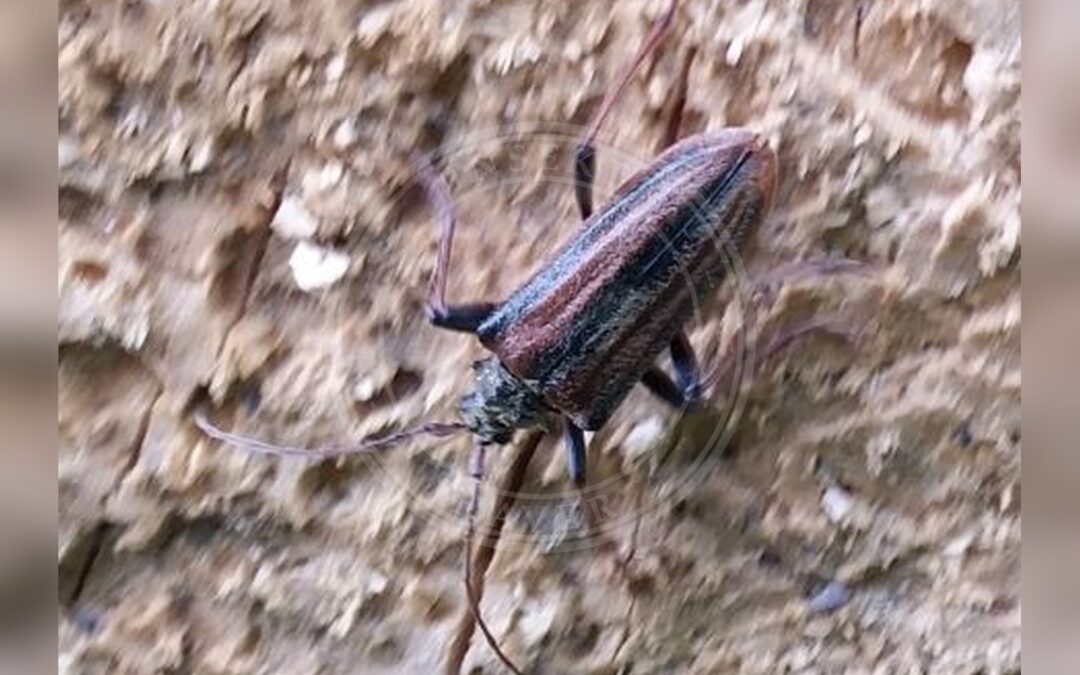 Her ses et billede af arten Forskelligfarvet Hækkebuk (Oxymirus cursor). Fotoet er taget af Slimguy og hentet fra Wikimedia Commons (Copyrighted free use).