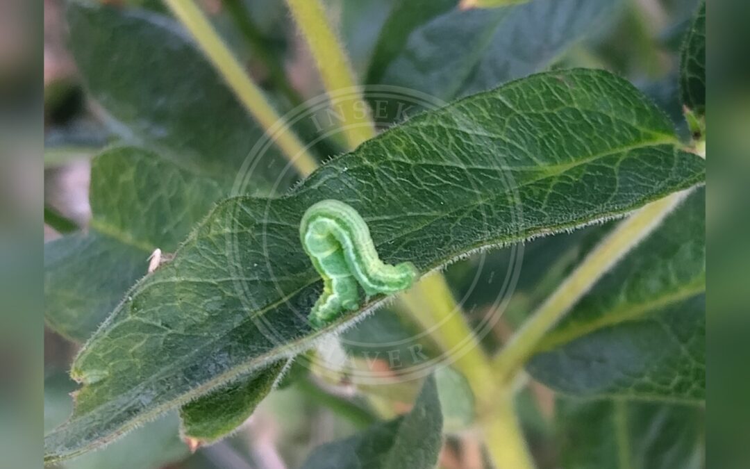 Her ses et billede af en larve af arten Fredløsmåler (Anticollix sparsata). Fotoet er taget af Floss Prior og hentet fra iNaturalist (CC BY).