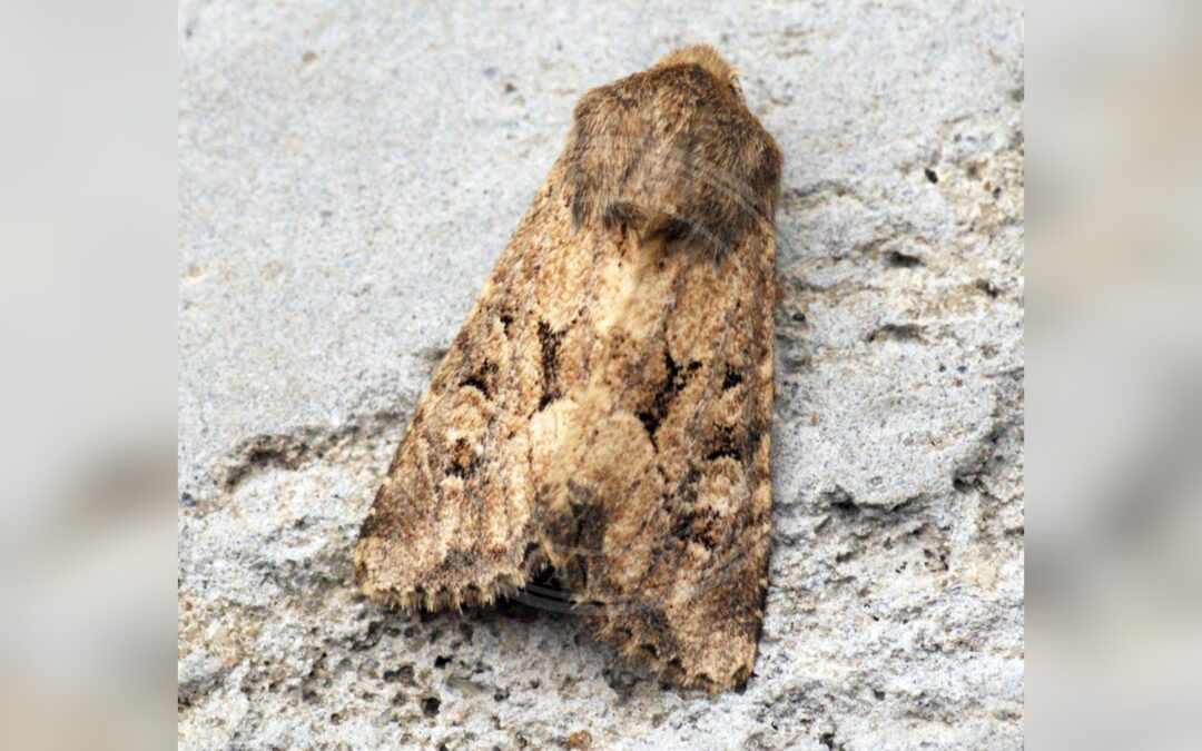 Her ses et billede af arten Frøgræsugle (Luperina testacea). Fotoet er taget af Ben Sale og hentet fra Wikimedia Commons (CC BY 2.0).