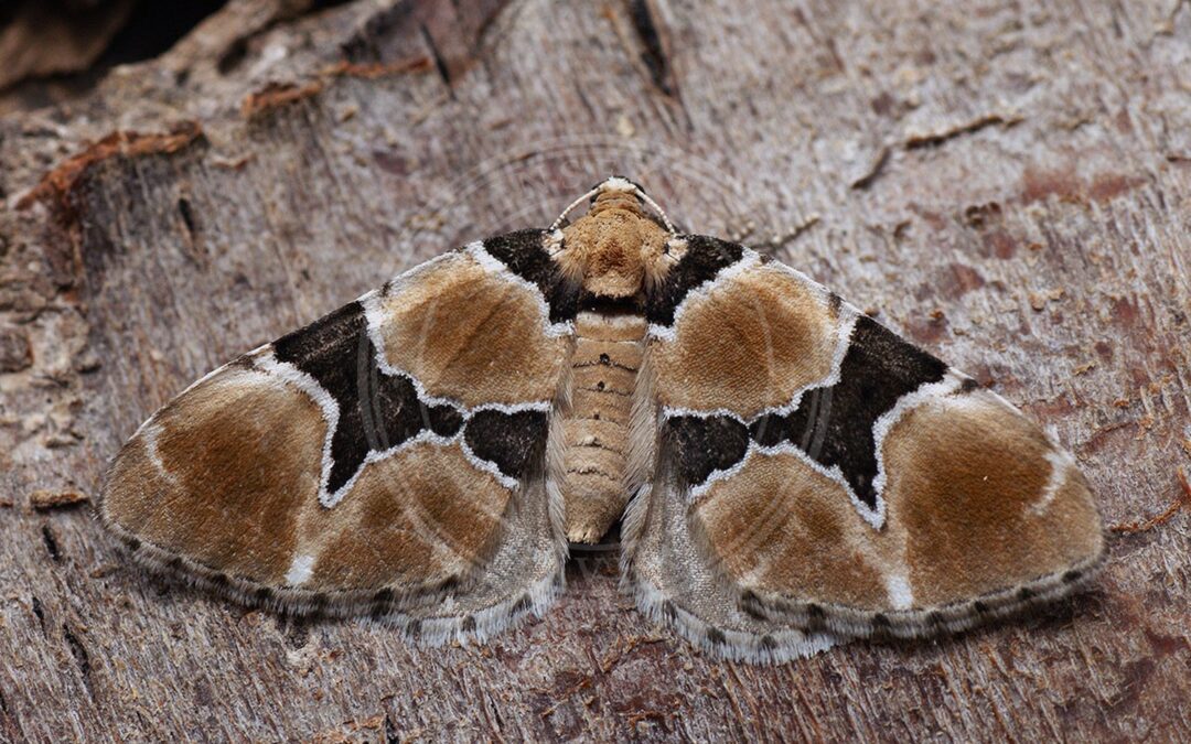 Her ses et billede af arten Frøstjerne-Bladmåler (Gagitodes sagittata). Fotoet er taget af Ilia Ustyantsev og hentet fra Wikimedia Commons (CC BY-SA 2.0).