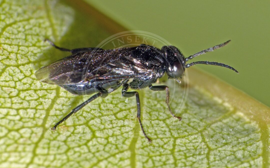 Her ses et billede af arten Frugttræbladhveps (Caliroa cerasi). Fotoet er taget af Simon Grove og hentet fra Wikimedia Commons (CC BY-SA 4.0).