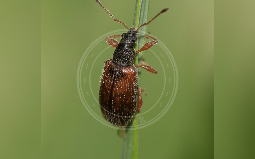 Her ses et billede af arten Frugttræløvsnudebille (Phyllobius oblongus). Fotoet er taget af S. Rae og hentet fra Wikimedia Commons (CC BY 2.0).